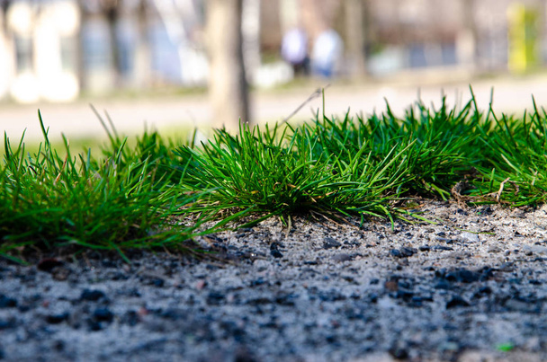 小さな緑の茂み、芝生、植物、地面に成長する草。マクロ - 写真・画像