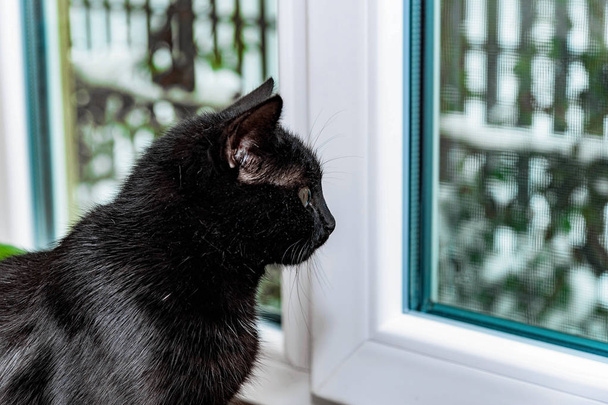Czarny kot siedzi na parapecie i patrząc na okno - Zdjęcie, obraz