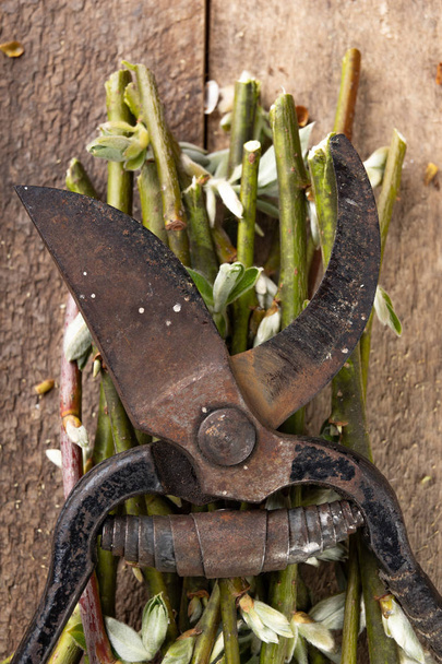 Pruning shears for cutting bushes and twigs of trees on a wooden - Fotoğraf, Görsel