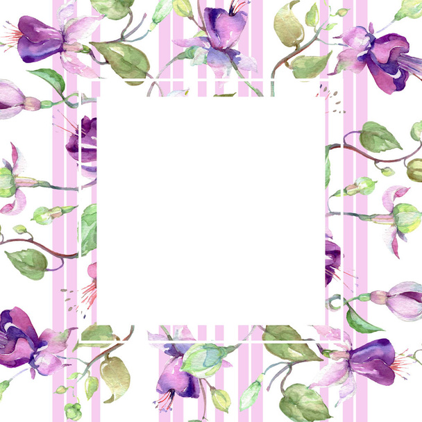 紫色フクシア花束。花植物の花。水彩画背景イラスト セット。フレーム枠飾りスクエア. - 写真・画像