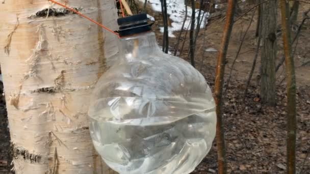 harvesting healthy birch sap in the forest in spring zoom out - Footage, Video