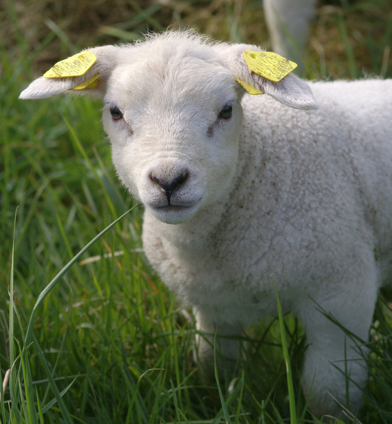 Carino agnello
 - Foto, immagini
