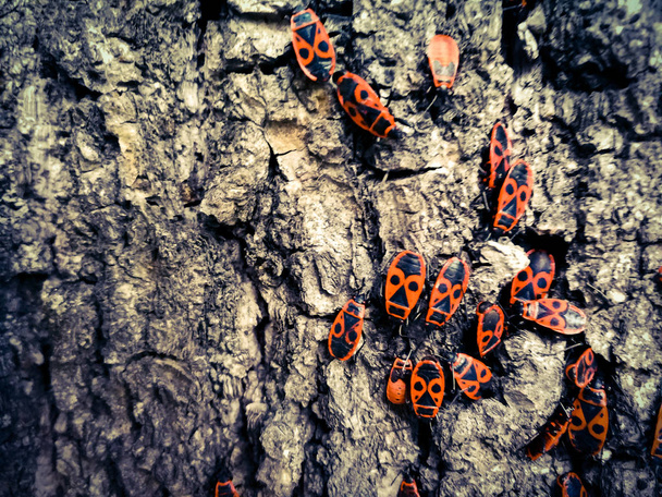 Escarabajos rojos en la corteza de un árbol
 - Foto, imagen