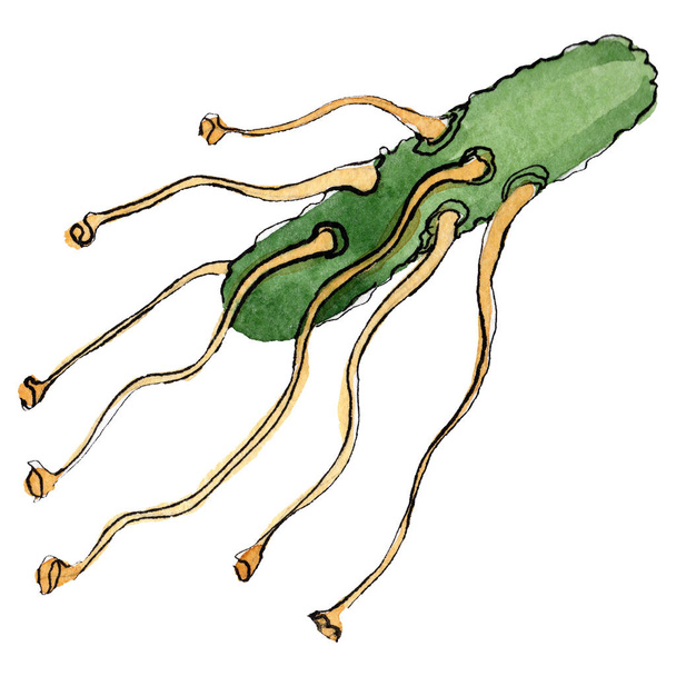 Microbio o germen ilustración dibujada a mano. Conjunto de fondo acuarela. Elemento de ilustración de microorganismos aislados
. - Foto, imagen