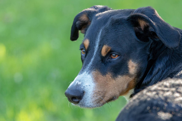 Appenzeller Sennenhund, Porträt eines Hundes aus nächster Nähe - Foto, Bild