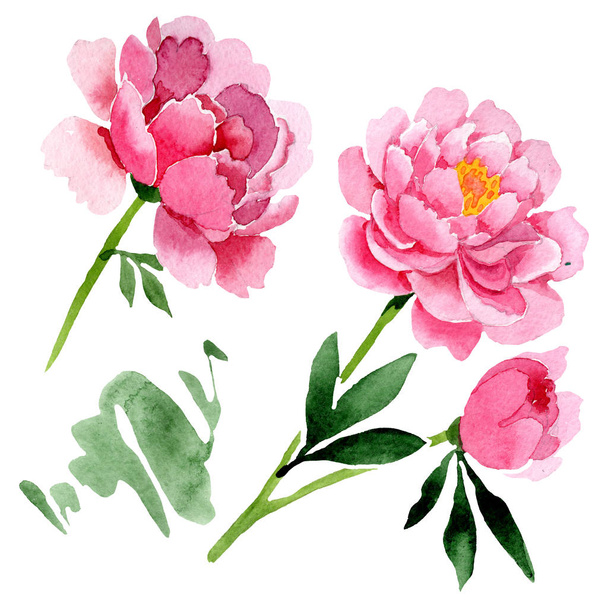 Botanische Blüten der rosa Pfingstrose. Aquarell Hintergrundillustration Set. vereinzelte Pfingstrosen Illustrationselement. - Foto, Bild