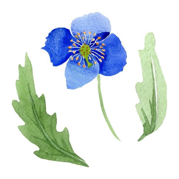 Сині макові квіткові ботанічні квіти. Набір ілюстрацій для акварельного фону. Ізольований елемент ілюстрації маків
. - Фото, зображення