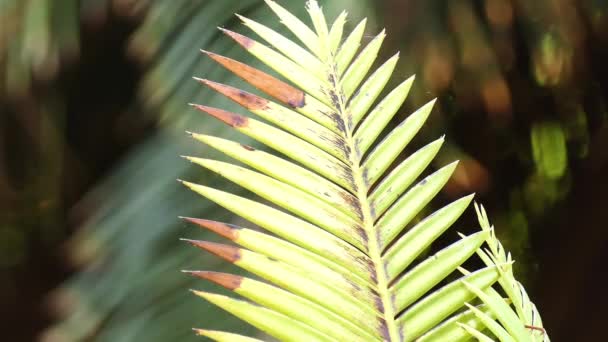 Dioon mejiae is species of cycad (Honduras and Nicaragua). Names include palma teosinte, teocinte, teocinta (female), teocintle, teocsinte, teosinte, tiusinte, tusinte or sacred ear. - Footage, Video