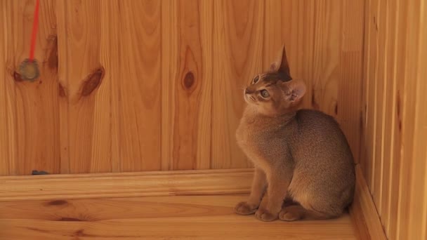 Abesszin cica játszott a fából készült padló - Felvétel, videó