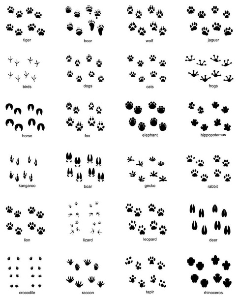 Set di impronte di animali selvatici su sfondo bianco - Vettoriali, immagini