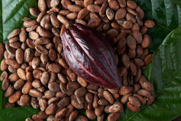 Červené kakaa pod ním leželo na snáškovém osivu - Fotografie, Obrázek