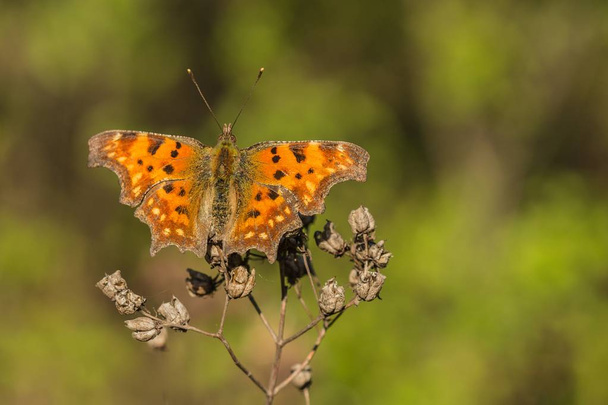 Fragmentarisch oranje vlinder, Polygonia album, met open vleugels, zittend op droge plant, lente zonnige dag, wazige groene en zwarte achtergrond, kopieer ruimte - Foto, afbeelding