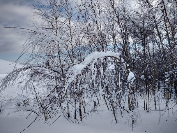 Arboles y montes cargado sde nieve pueblo de Parva, Rumana, Transilvania. Paisaje de invierno - Foto, imagen