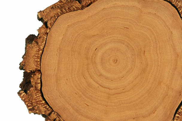 fa keresztmetszet vastag kéreg - Fotó, kép
