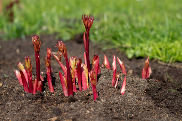 Peony shoots emerging from the ground in spring. - Fotoğraf, Görsel