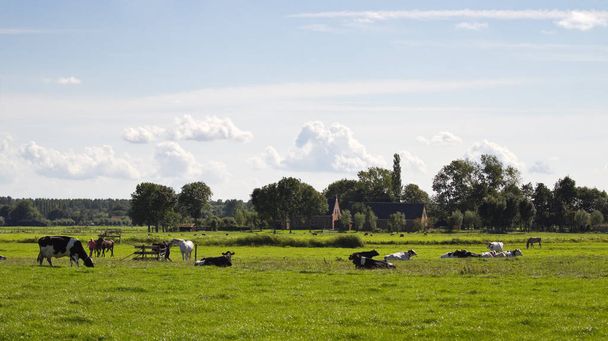 Dutch polder landscape with farms, horses and cows on sunny summer afternoon - Фото, зображення