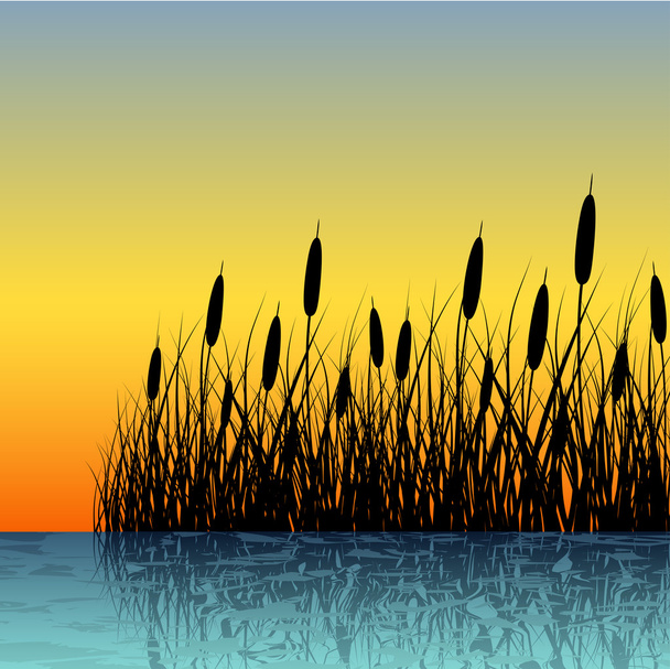 Reed silhouette with water reflection - Vector, Image