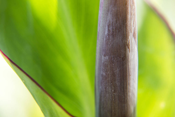 Closeup ενός φύλλου στον κήπο κατά τη διάρκεια της ημέρας. - Φωτογραφία, εικόνα