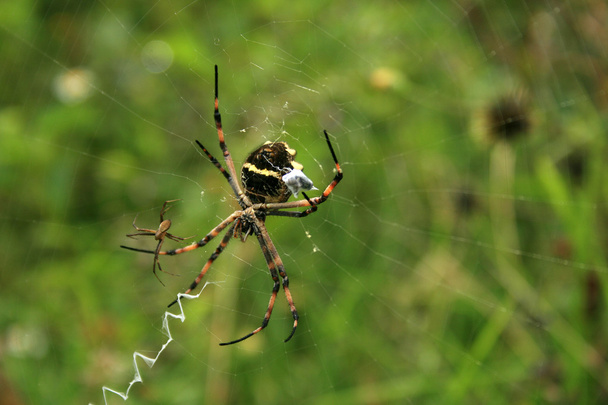 Пара на веб-павуків - Фото, зображення