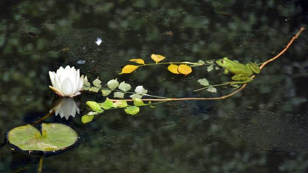 Квітка водяної лілії і зелена жаба в ставку
 - Фото, зображення