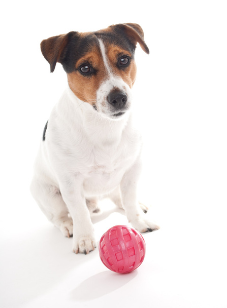 Dog with ball - Photo, Image