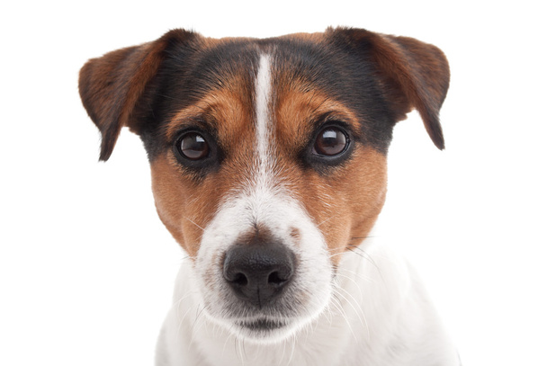 Jack terrier russell - Photo, image