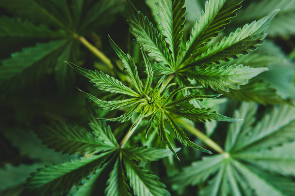 cultivation cannabis, hemp CBD, Growing cannabis indica, background green, marijuana leaves, marijuana vegetation plants, top view - Photo, Image