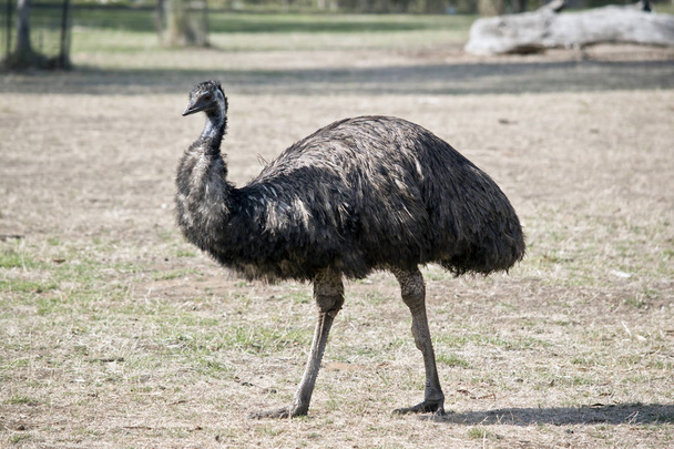 an Australia emu - Φωτογραφία, εικόνα