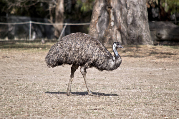 an Australia emu - Zdjęcie, obraz