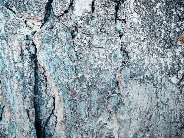 tree bark texture background - Фото, изображение