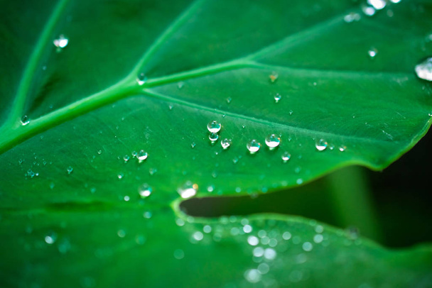 water drops in fresh garden. - Photo, image