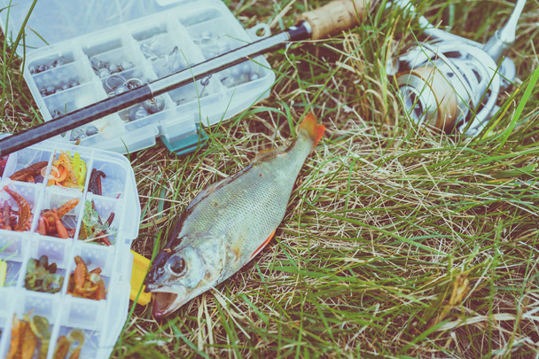 концепція риболовлі: снасть, рибальський стрижень, риба на траві
 - Фото, зображення