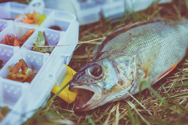 концепция рыбалки: снасти, удочка, рыба на траве
 - Фото, изображение