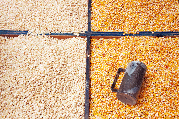 Semillas de maíz
 - Foto, imagen