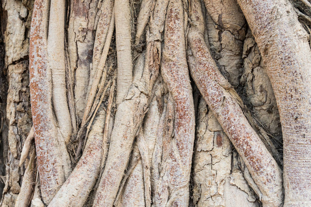 Vanha puu juuret tausta
 - Valokuva, kuva
