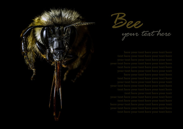 Bee on black - Фото, изображение