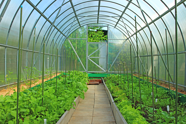 zeleninové skleníkových - Fotografie, Obrázek