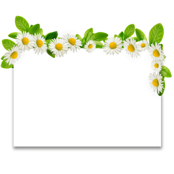Frame: daisies and green leaves - Foto, afbeelding