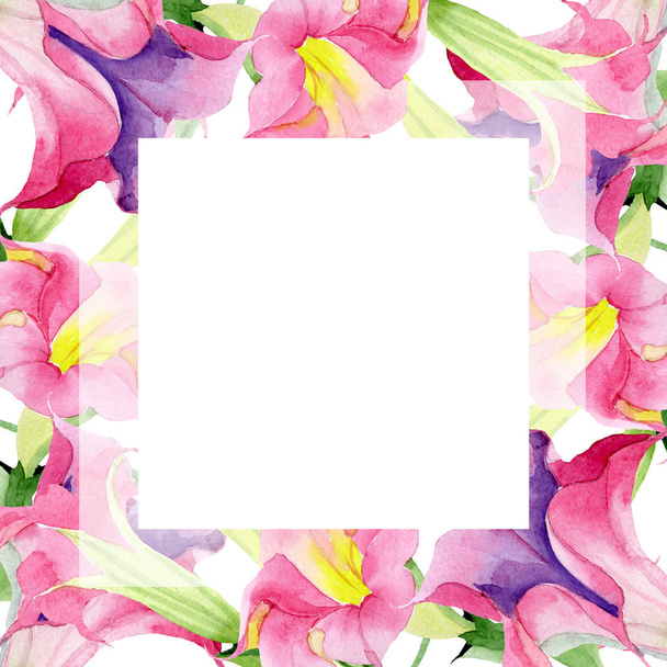 ピンクのブルグマンシア花の植物の花。●水彩背景イラストセット。フレームボーダーオーナメント正方形. - 写真・画像