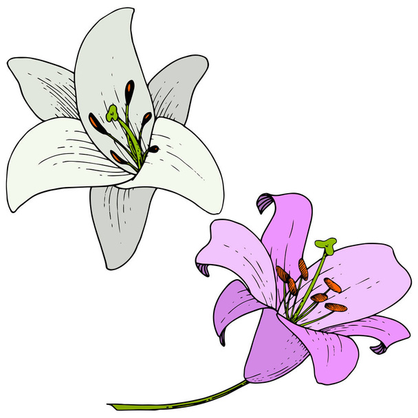 Vektori Violetti ja valkoinen Lily kukka kasvitieteellinen kukka. Kaiverrettua mustetaidetta. Erillinen lilium-kuvituselementti
. - Vektori, kuva