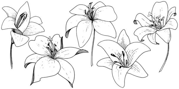 Flor botánica floral Vector Lily. Tinta grabada sobre fondo blanco. Elemento de ilustración de lilium aislado
. - Vector, imagen