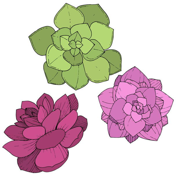 Vector Succulents floral botanical flower. Engraved ink art. Isolated succulents illustration element. - Vetor, Imagem