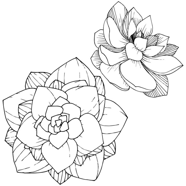 Vektör Succulents botanik çiçek. Siyah ve beyaz mürekkep sanat kazınmış. İzole succulents illüstrasyon öğesi. - Vektör, Görsel