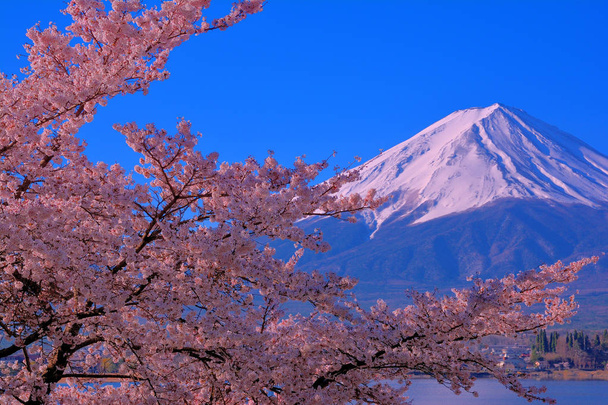 Fleurs de cerisier en pleine floraison ciel bleu et Mont Fuji du lac Kawaguchi Japon 04 / 16 / 2019
 - Photo, image