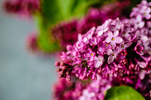 Conceito de cartão floral primavera
 - Foto, Imagem