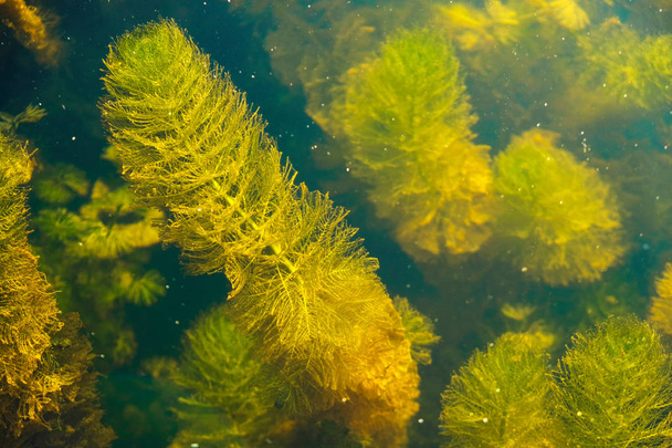Algen in rivierwater, close-up. - Foto, afbeelding