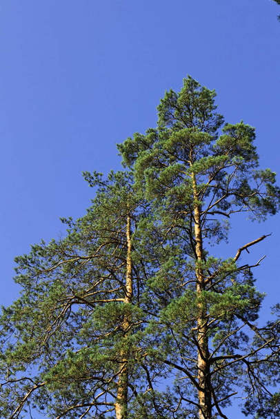 Pines on a background of the blue sky - Photo, Image