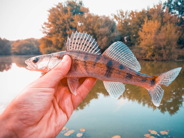 Balık pike-levrek bir fener elinde - Fotoğraf, Görsel
