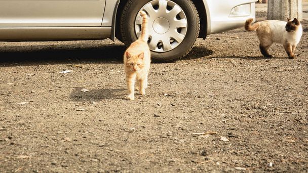 Street cats on a walk - Фото, изображение
