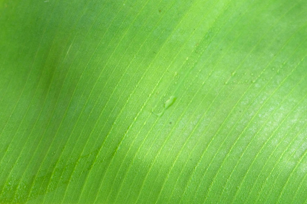 Piękny zielony liść bananowy z kroplami wody - Zdjęcie, obraz